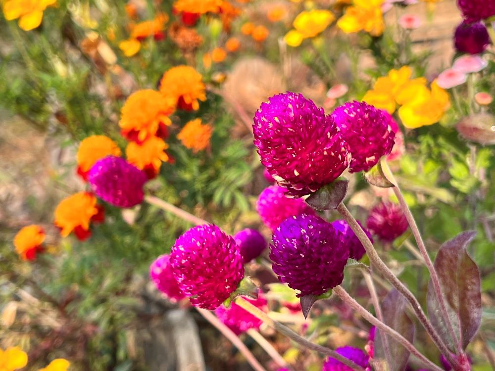 혹시 마음으로 (욥 1:5)