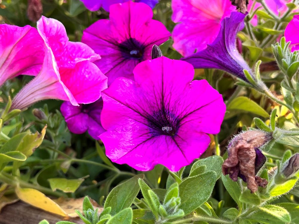 인생이 어찌 하나님 앞에 의로우랴(욥 9:2)