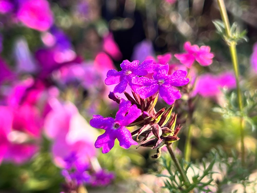 하나님과 변론(욥 13:3)