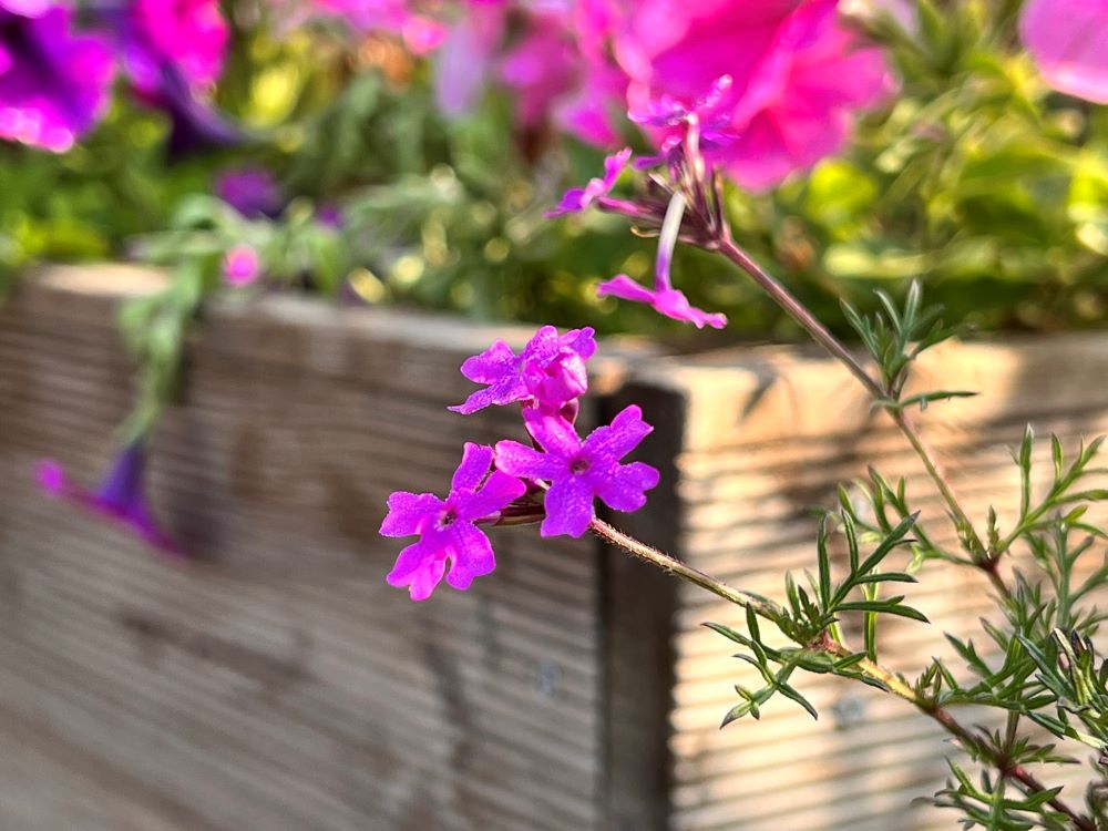 재앙의 날 (옵 1:12)