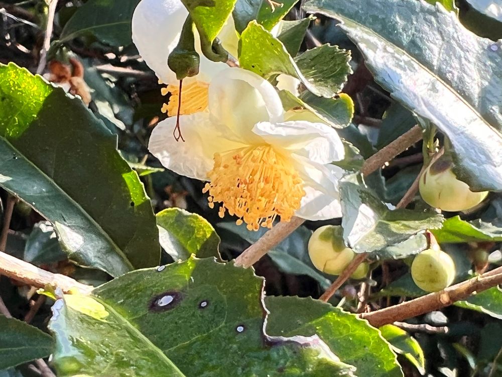 침을 삼킬 동안도 (욥 7:19)