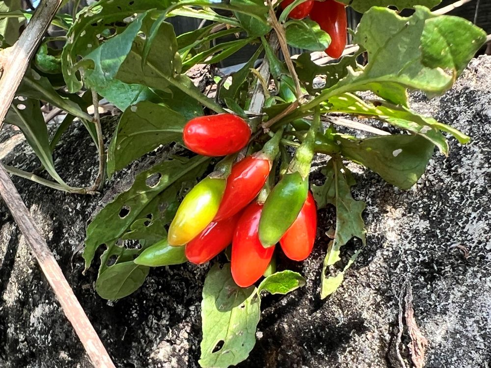 하나님이 후히 주셨다(욥 12:6)