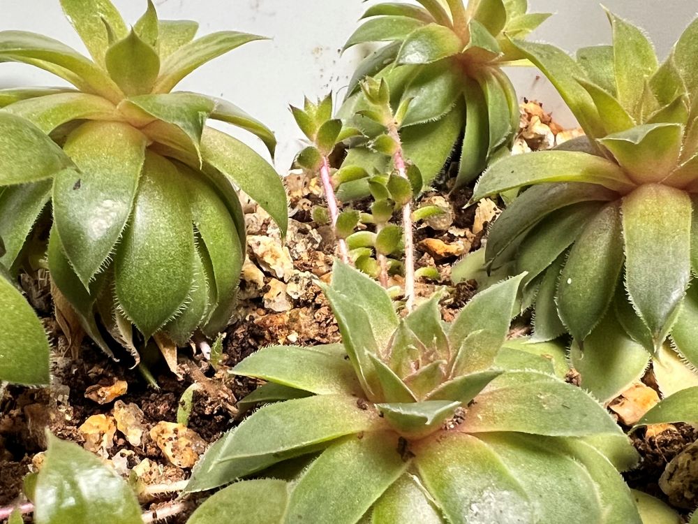 탓하는 자(욥 40:2)