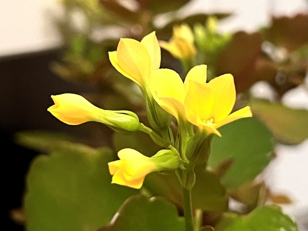 하나님이 기르시는 양(시 95:7)