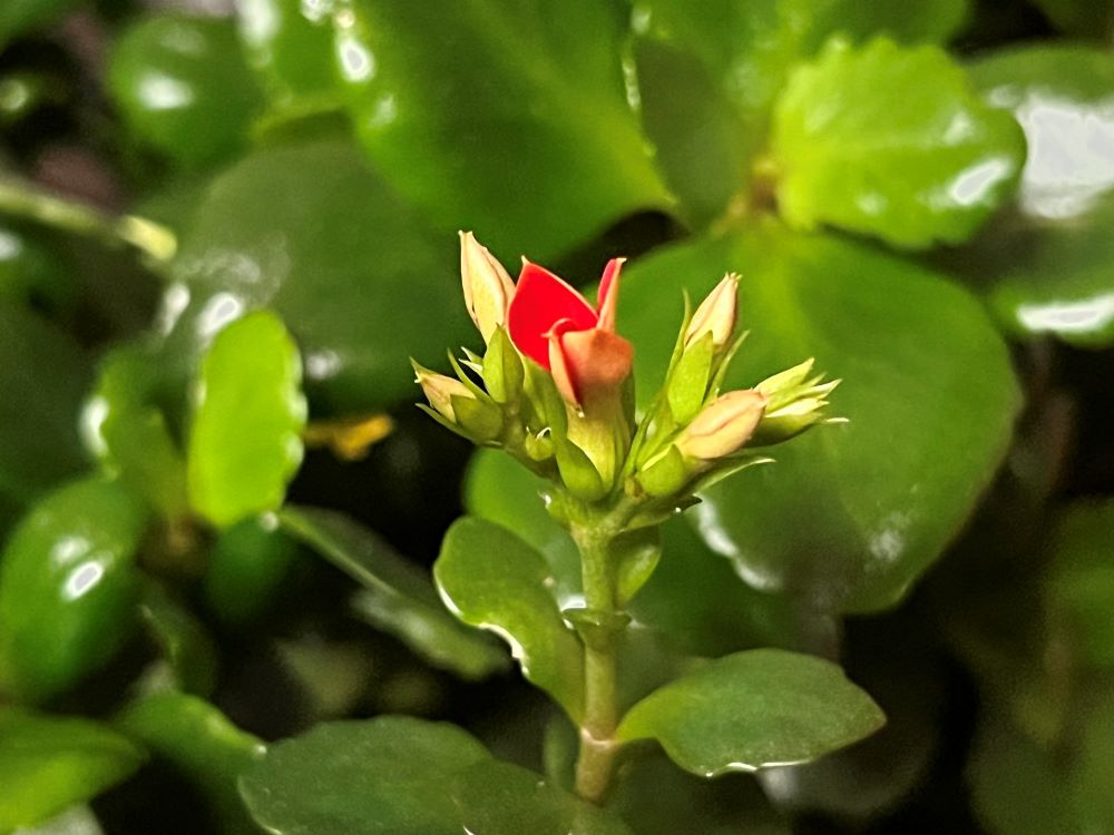 구원의 증거 (빌 1:27-28)