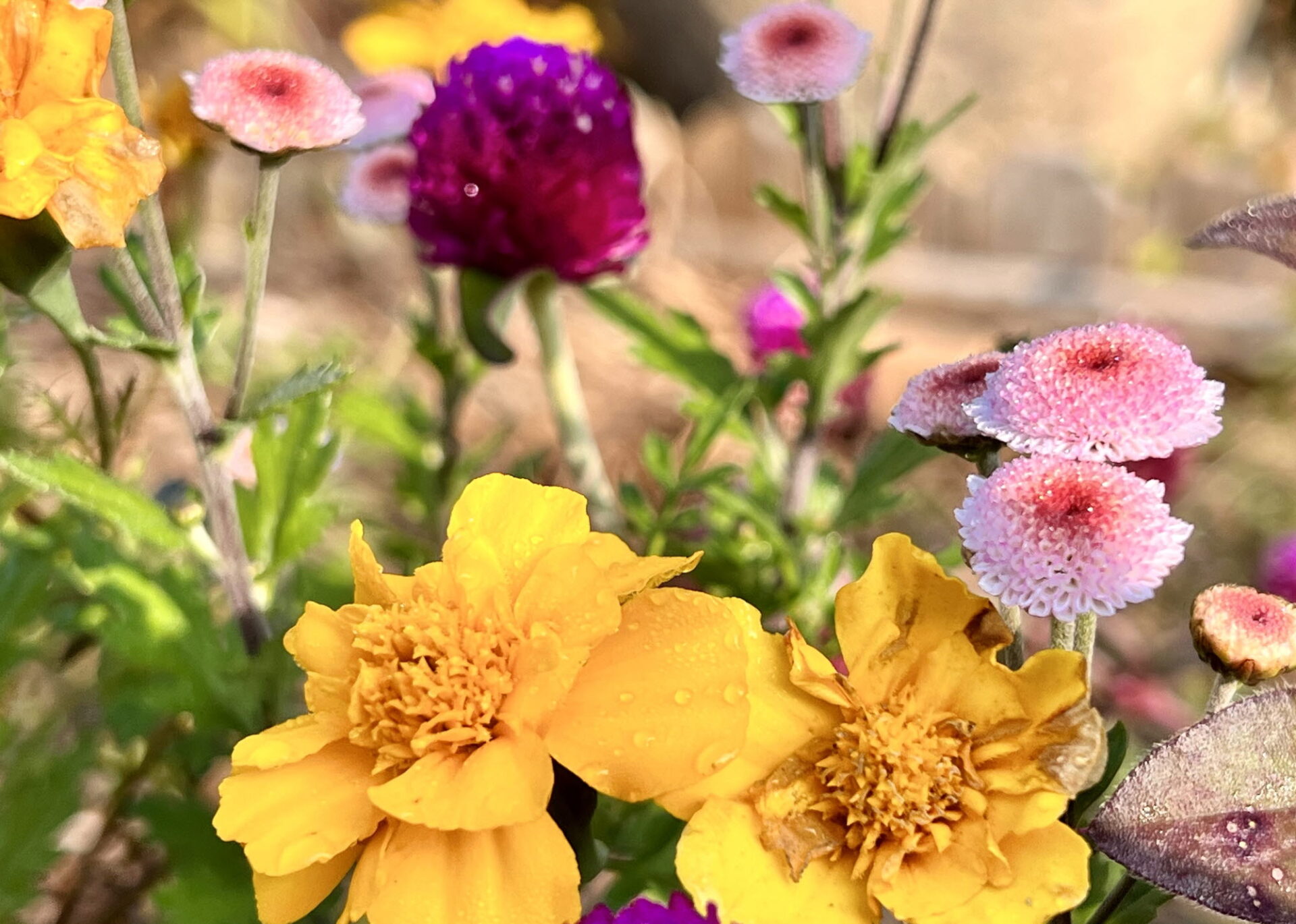 각기 소견대로 하지 말라(신 12:8)