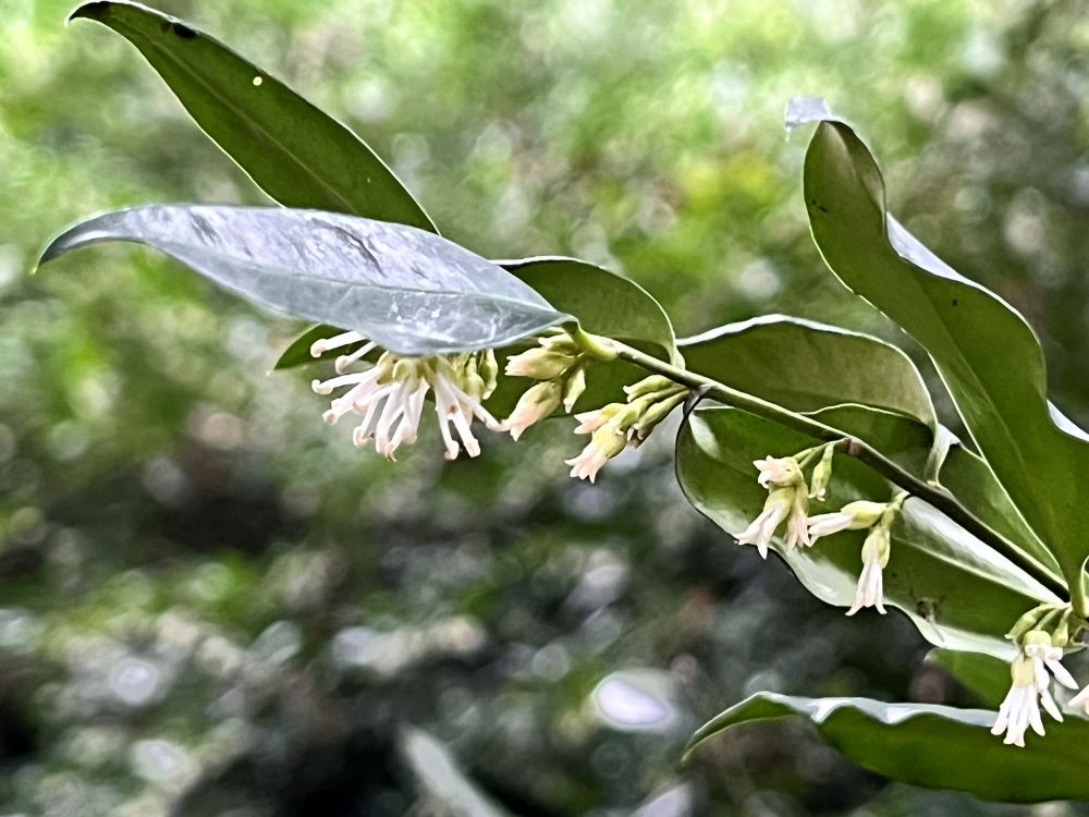 부스러기를 먹나이다(막 7:27-28)