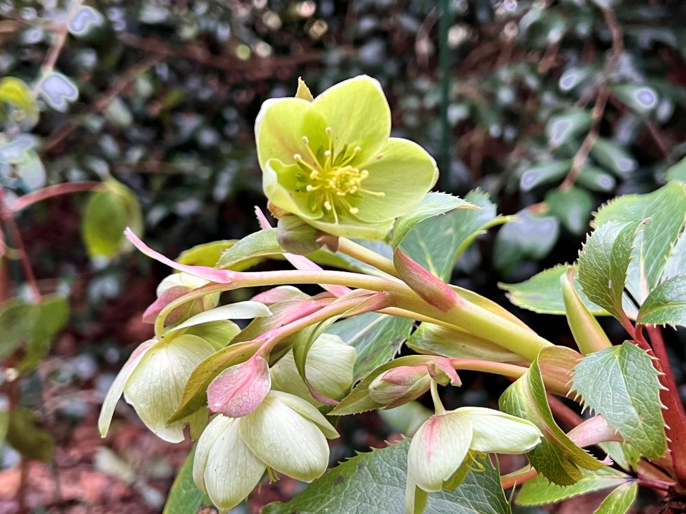 나타내지 말라 경고하시니라(막 3:12)