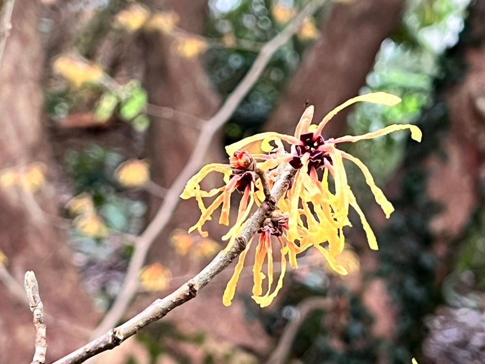 더러운 귀신(막 5:2)