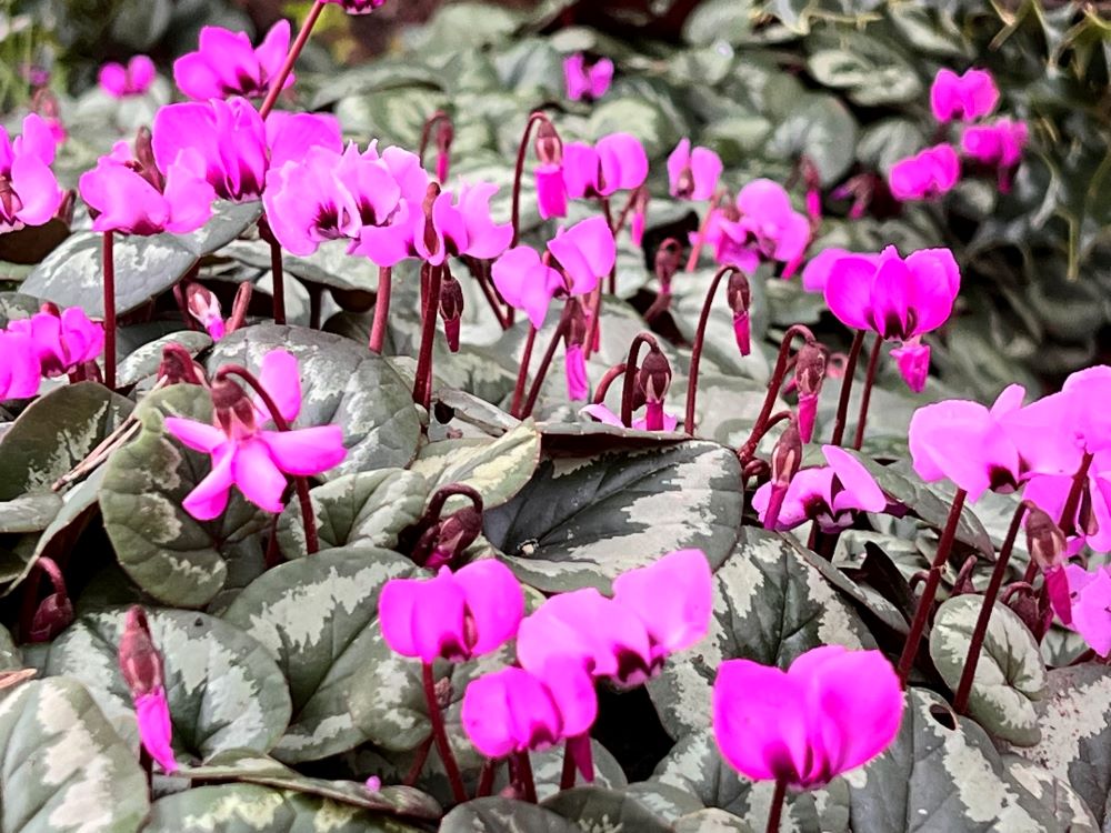 외식으로(막 12:40)