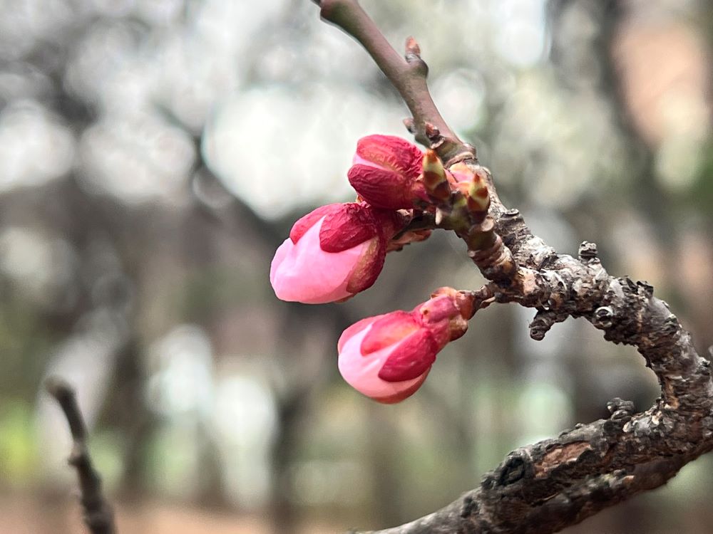 동상이몽(同床異夢) (막 15:8-9)