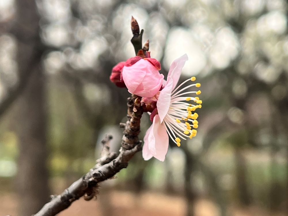 벗은 몸으로 도망하니라(막 14:52)