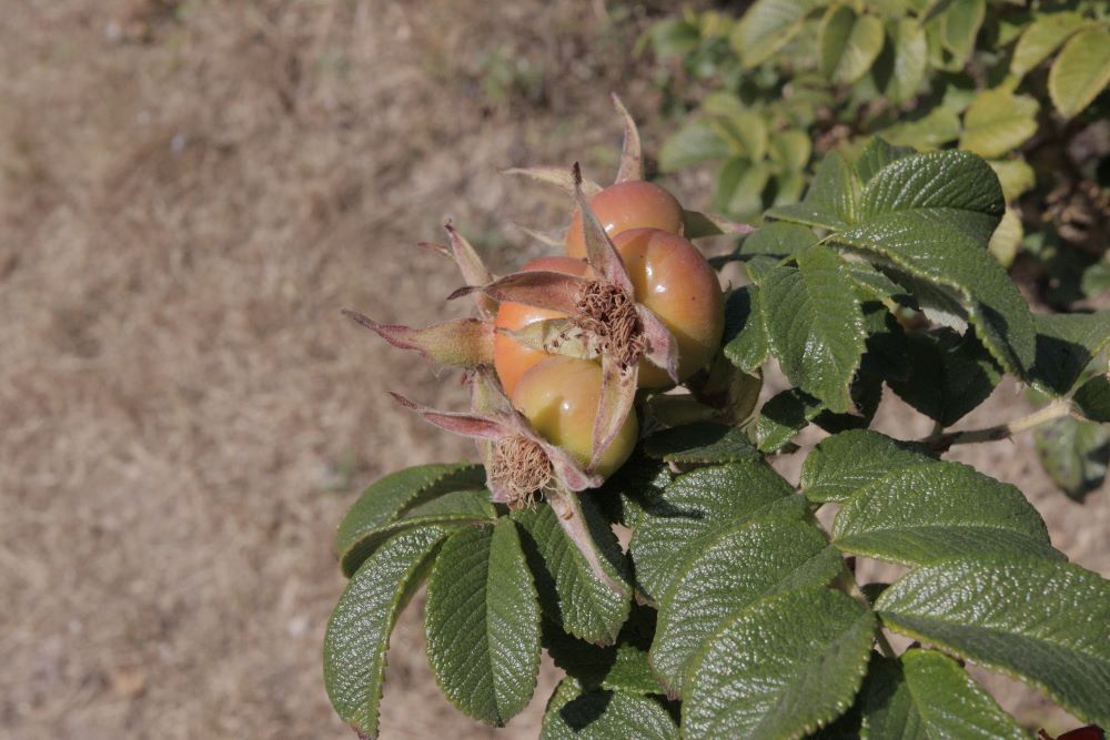 아버지의 원대로(막 14:36)