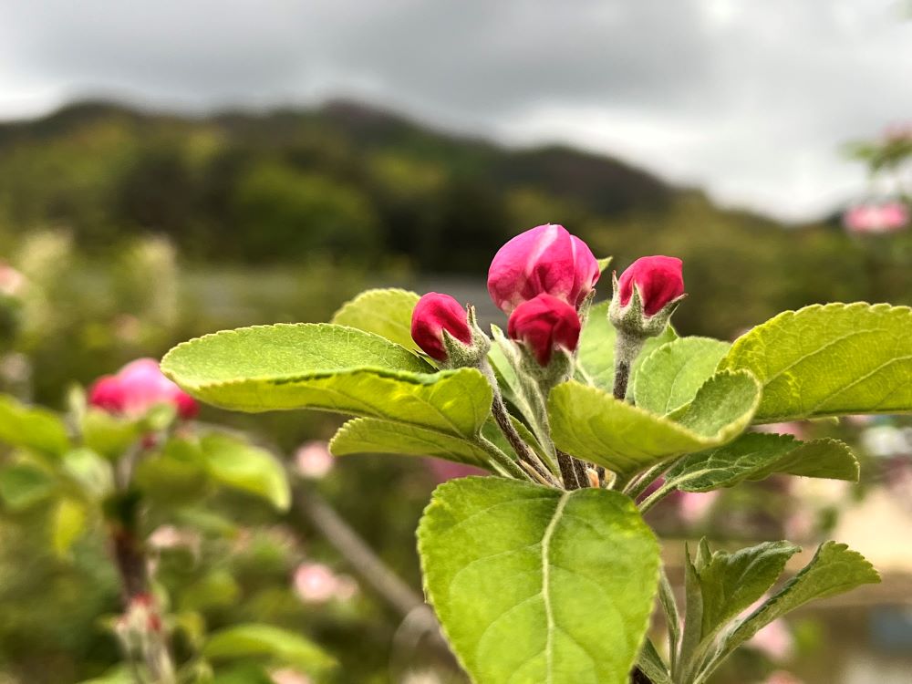 행복한 사람(신 33:29)