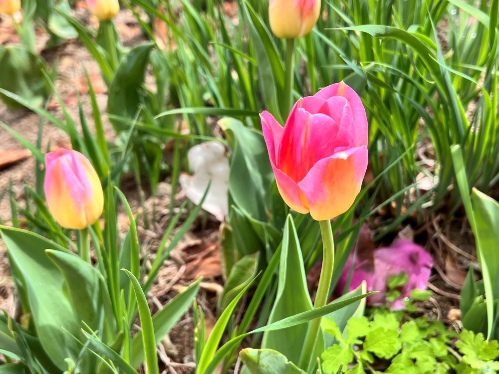 하나님 나라의 일(행 1:3)