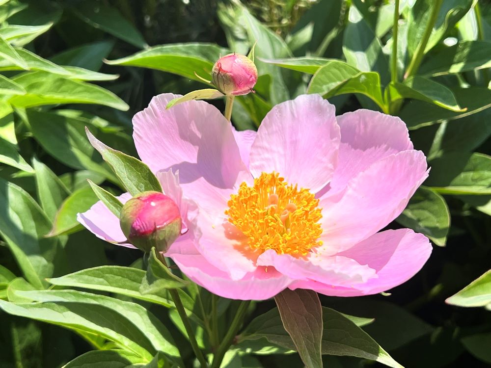 새롭게 되는 날(행 3:19)