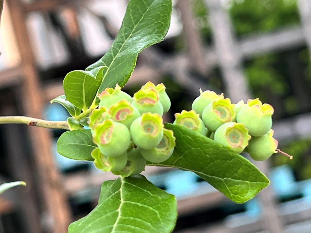 큰 기쁨이 있더라(행 8:8)