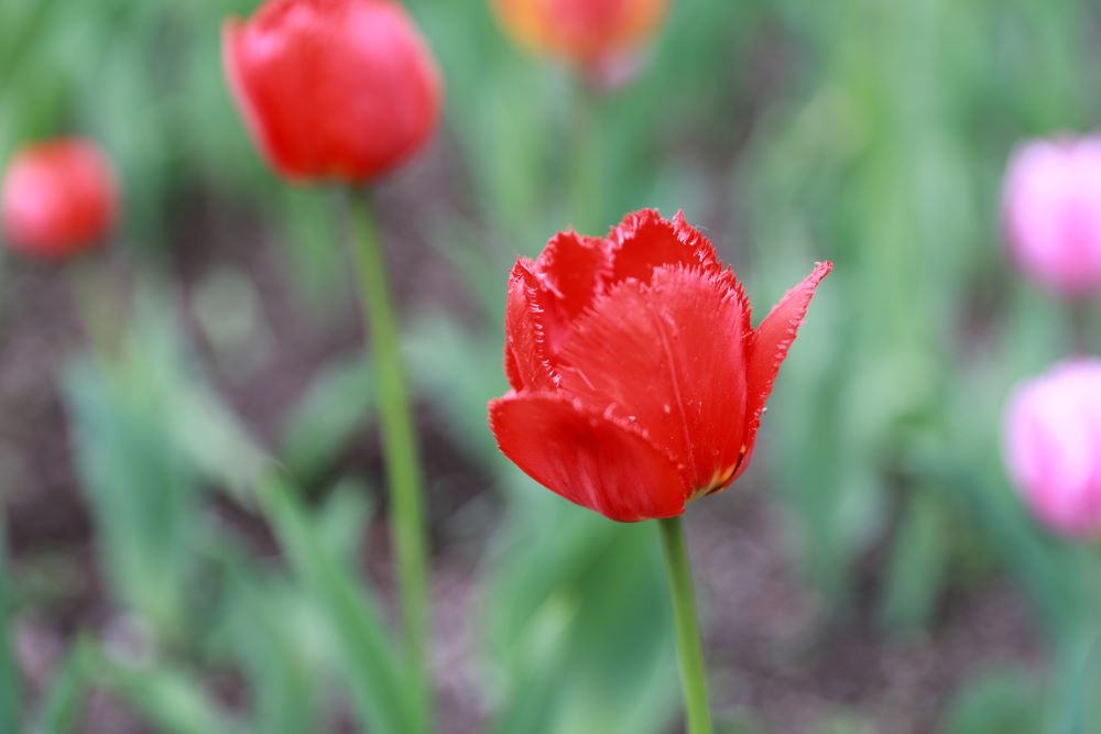 성령의 말하게 하심을 따라(행 2:4)