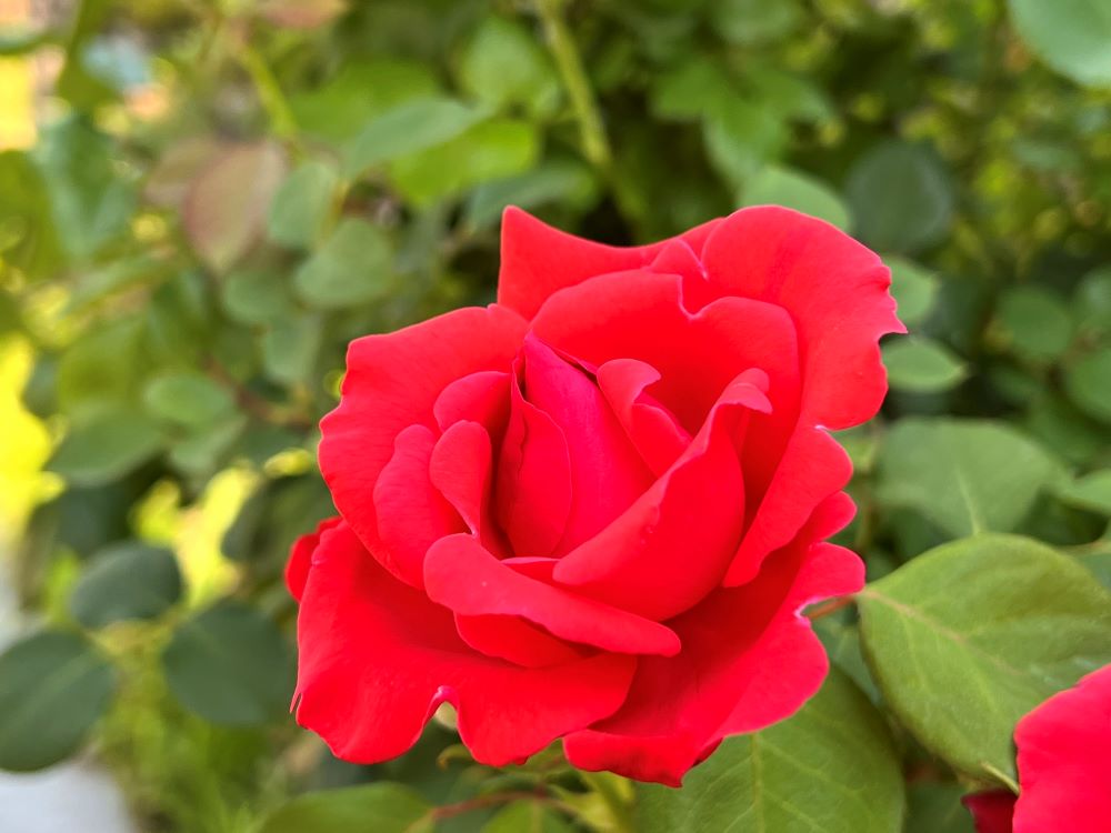 생명조차도 (행 20:24)