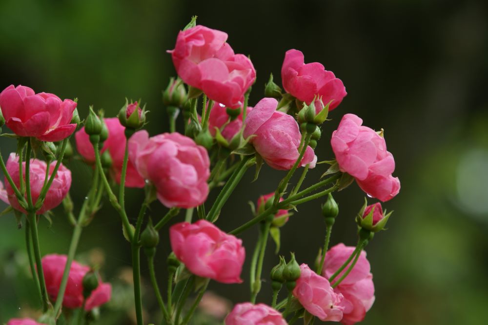 이 모든 일의 증인이라(눅 24:48)