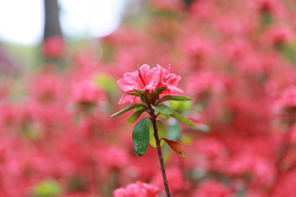 나를 기억하소서(눅 23:42)