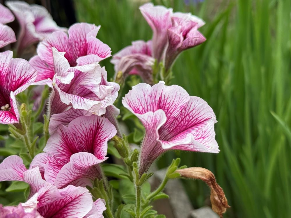 원수보다 지혜롭게 하는 말씀(시 119:98)