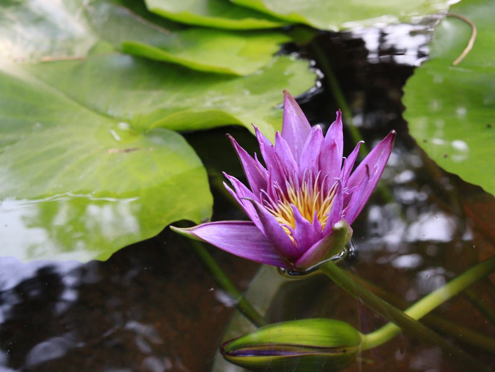 입에는 꿀 같으나 배에는 쓴 것(계 10:9)