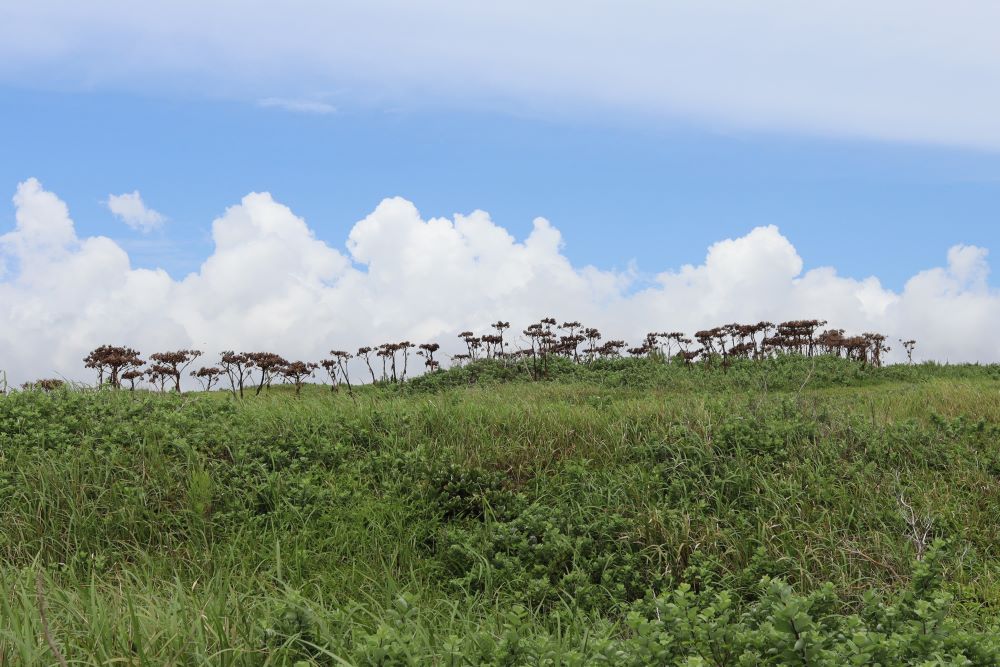 내가 진실로 속히 오리라(계22:20)