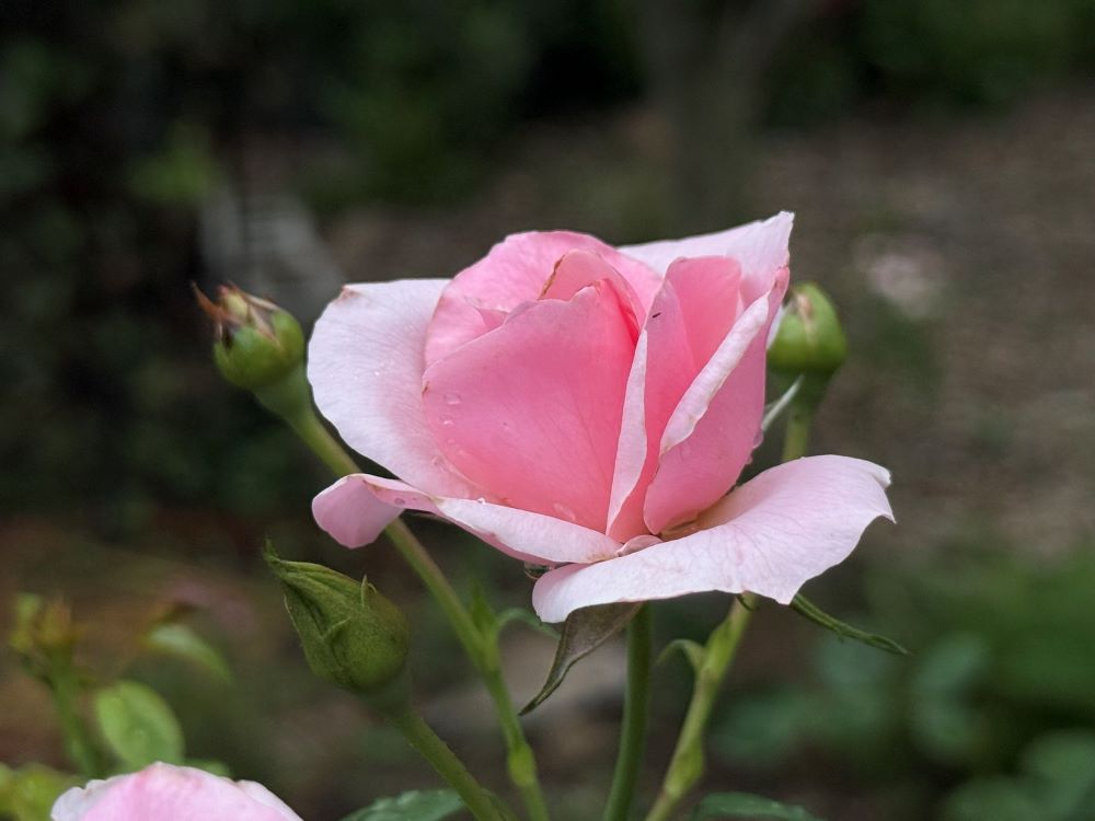 복이 되게 하리라(슥 8:13)