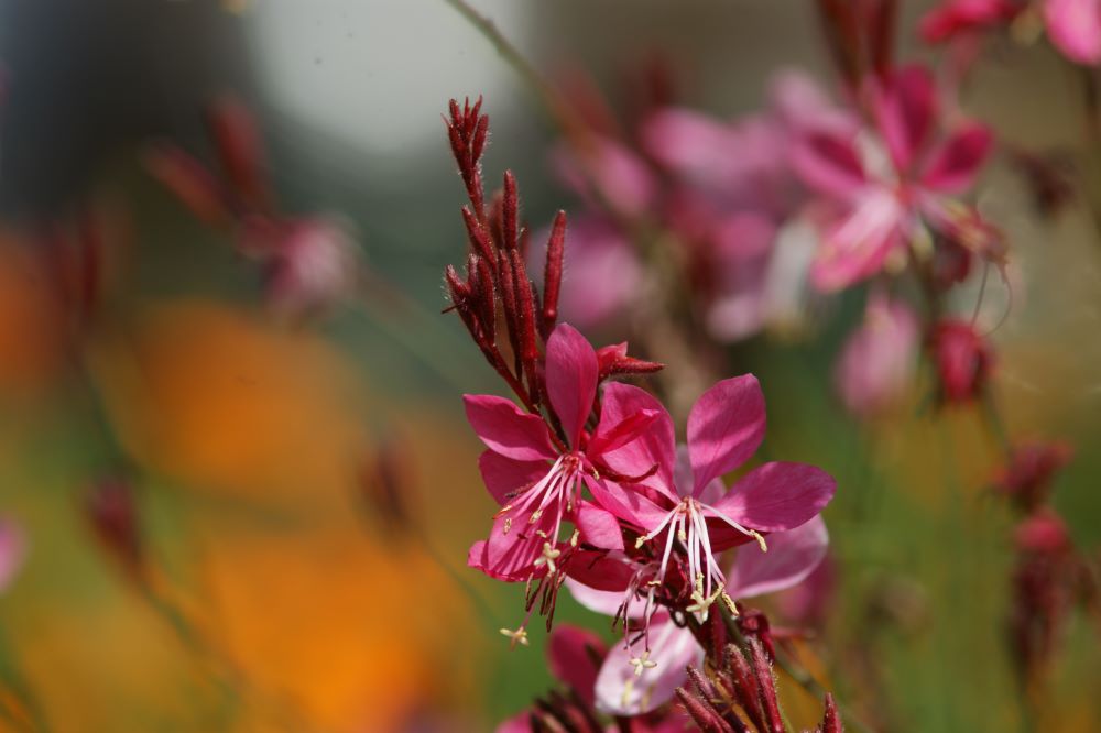 내 백성을 비방하는 사람(습 2:8)