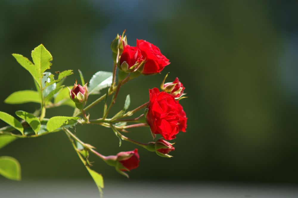신앙과 일 (살후 3:10-12)