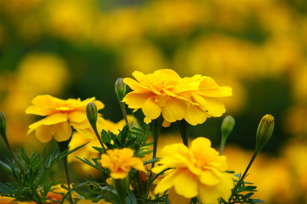 여호와를 찾으며 공의와 겸손을 구하라(습 2:3)