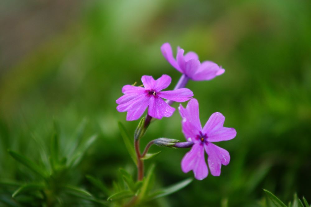 두루 찾아 벌하리라(습1:12)