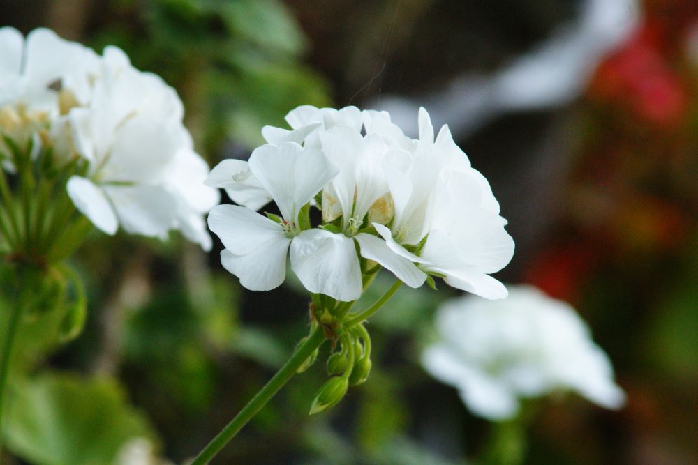 천 마리 희생으로(대하 1:6)