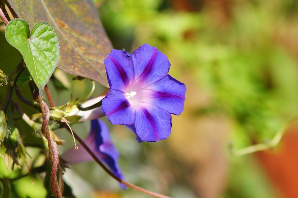 여호와의 이름을 위하여(대하 2:4)