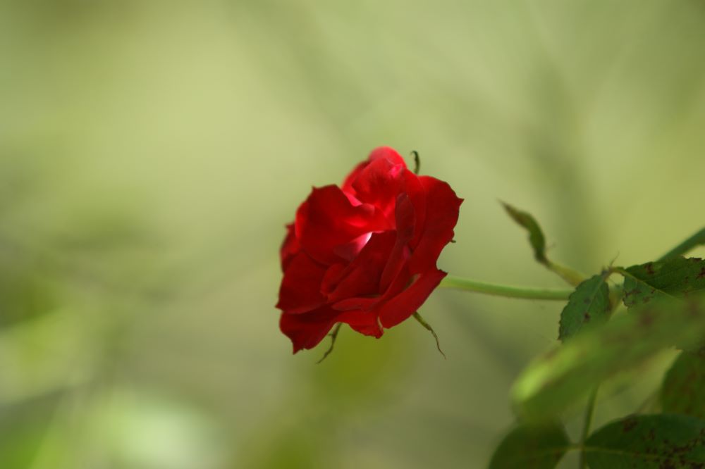 그의 형제에게 돌려주었다(대하 28:15)