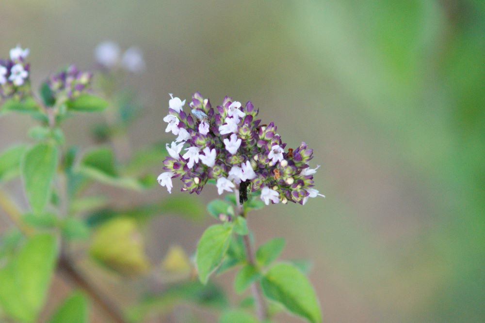 하나님이 예비하셨으므로(대하 29:36)