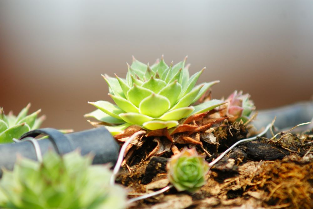 하나님에게 묵도하고(느 2:4)