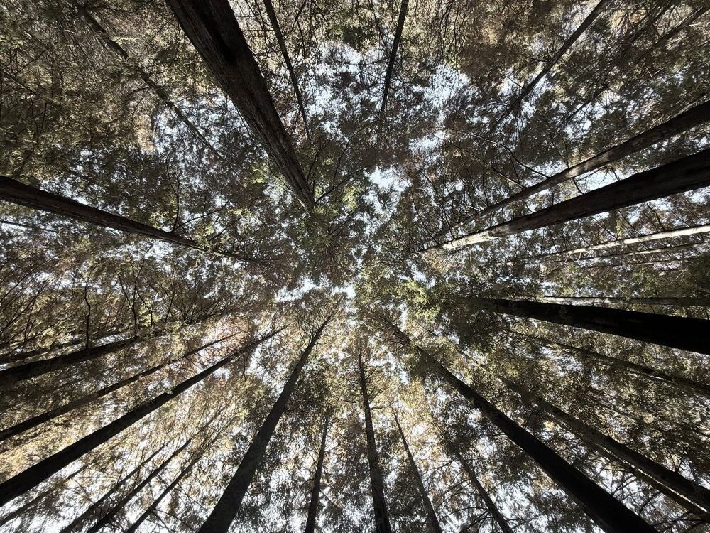 숨겨진 의도(느 6:2)