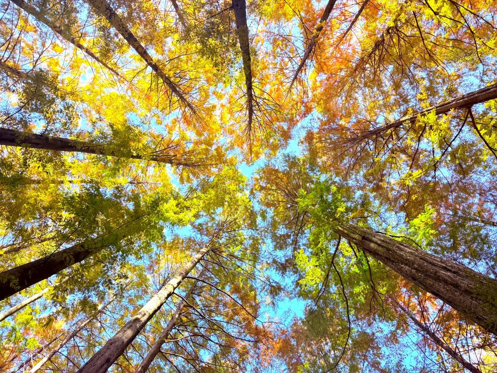 적과 동맹한 자(느 6:18)