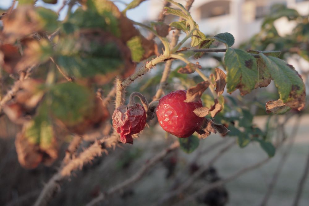 금식하며 기도하여(느 1:4)