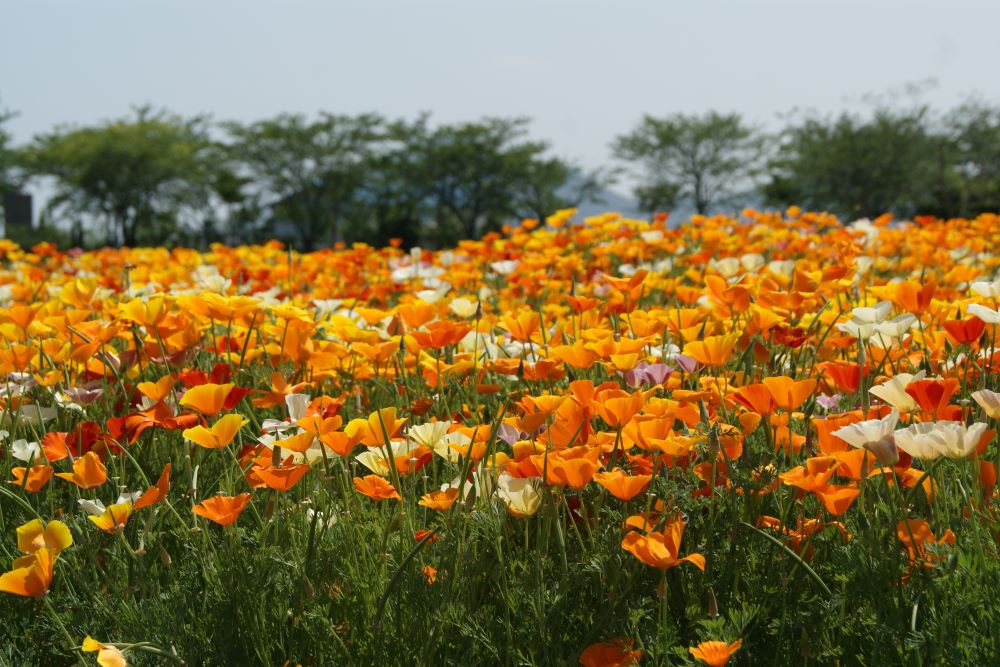 말씀이 속히 달리는도다(시 147:15)
