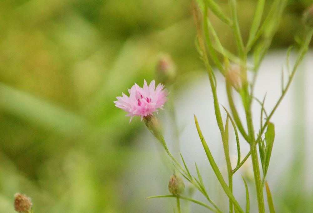 용감한 사냥꾼(창 10:9)