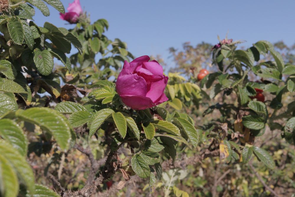 아브람이 쫓았더라(창 15:11)