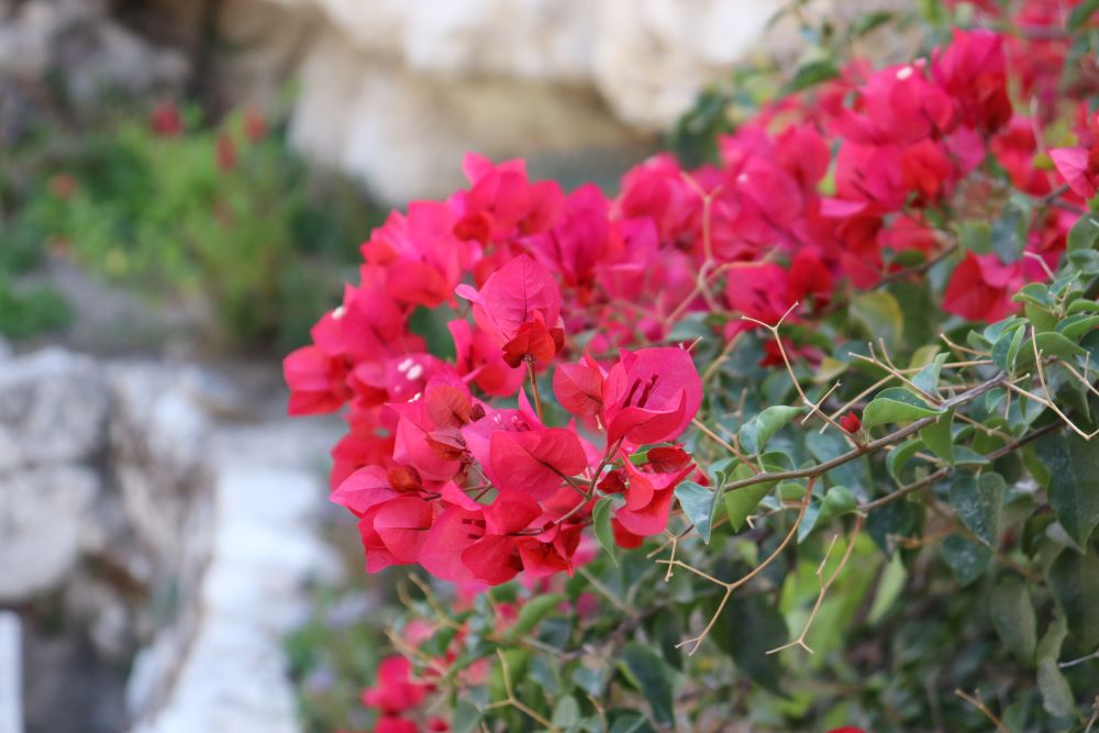 내 말이 거하면(요 8:31)