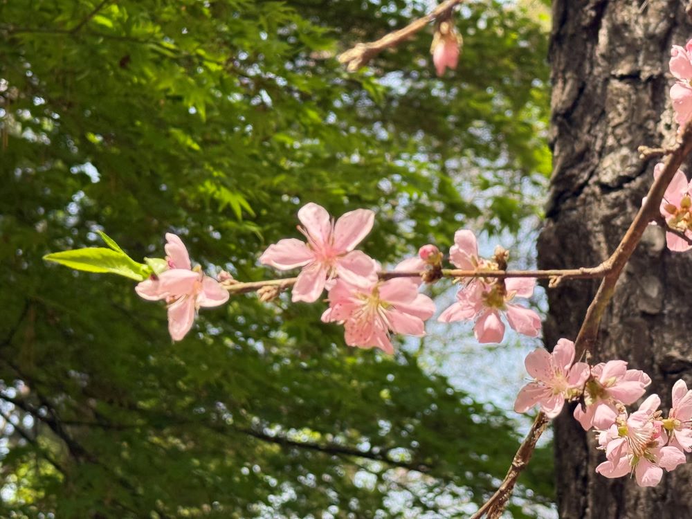 아침에 보니(창 29:25)