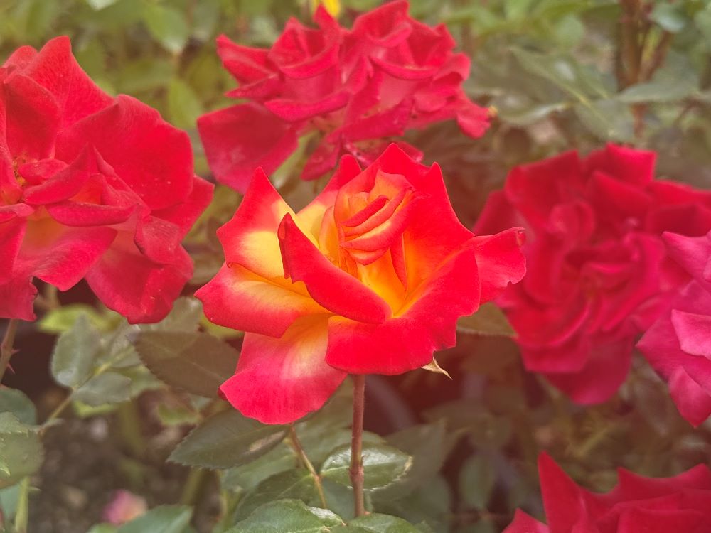 내게 축복하지 아니하면 (창 32:26)