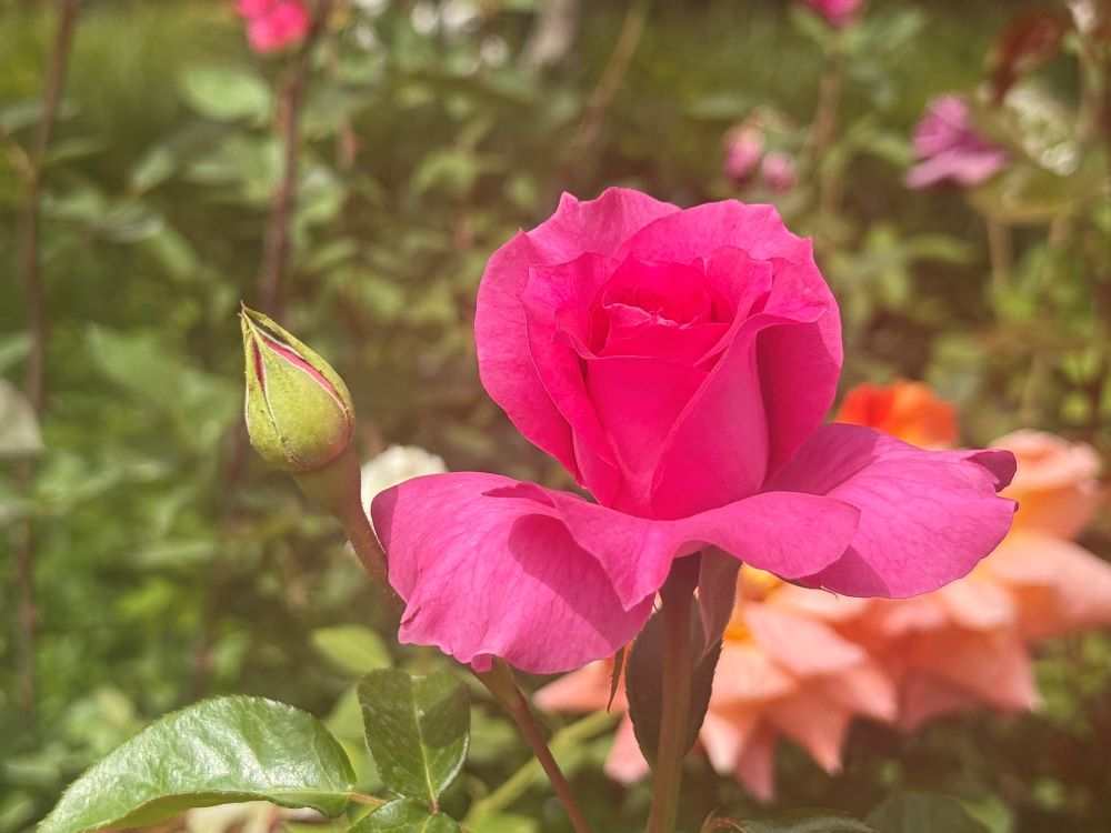 하나님을 대신하겠느냐?(창 30:2)