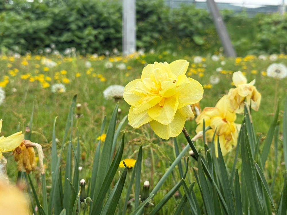인애와 성실함으로 내게 행하라(창 47:29)