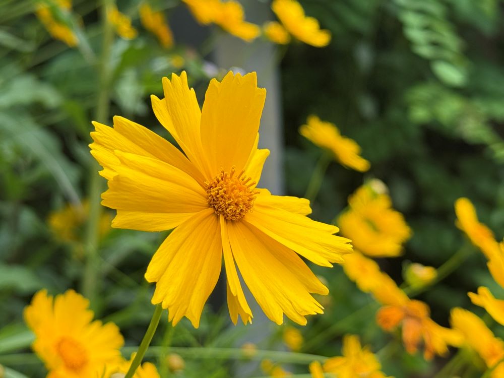 세상의 영 (고전 2:12)